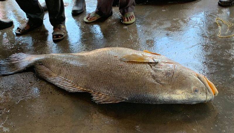 A big fish sold by13 lakh rupees in Digha bsm 