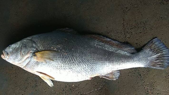 A big fish sold by13 lakh rupees in Digha bsm A big fish sold by13 lakh rupees in Digha bsm