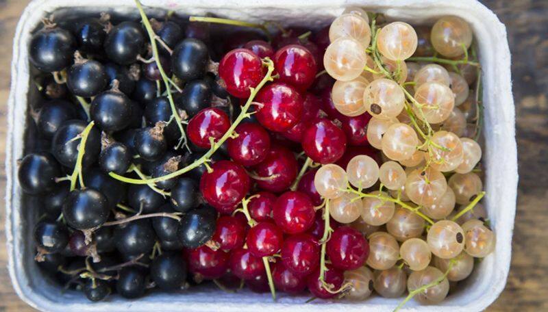 6 polyphenols fruits can lower obesity and diabetes risk accourding to new research NTP