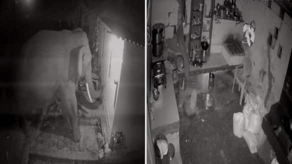 CCTV visuals of wild elephant breaks kitchen wall and takes food in Nilgiri 