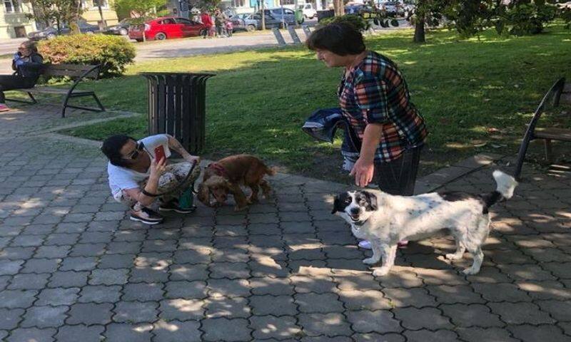 Street dog in Georgia name kupata helps children cross the road see viral photos apa 
