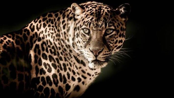 forest department formed a team to Shoot at Sight for human Eating Leopard in T narasipura gow forest department formed a team to Shoot at Sight for human Eating Leopard in T narasipura gow