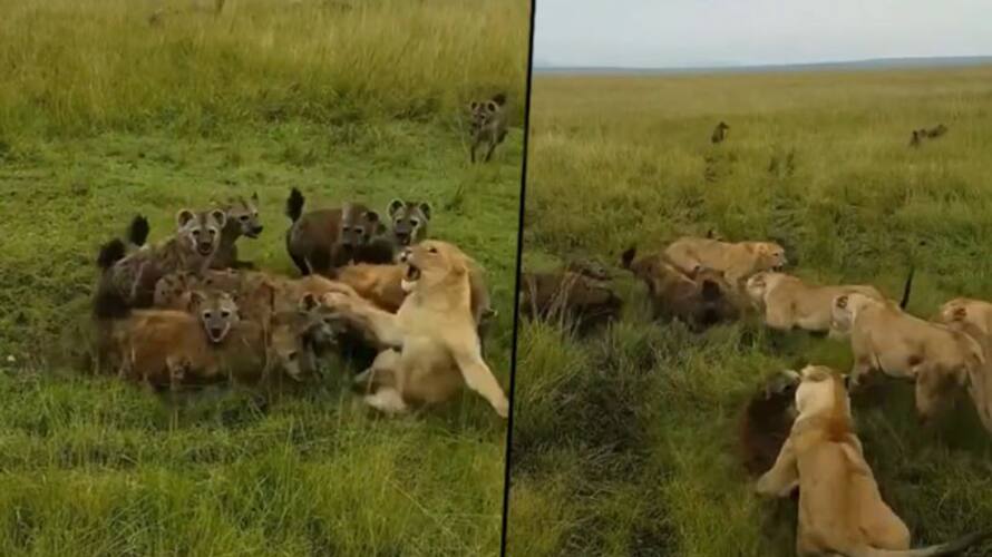 Lioness attacked by a clan of hyenas, IFS officer remembers ‘school days’