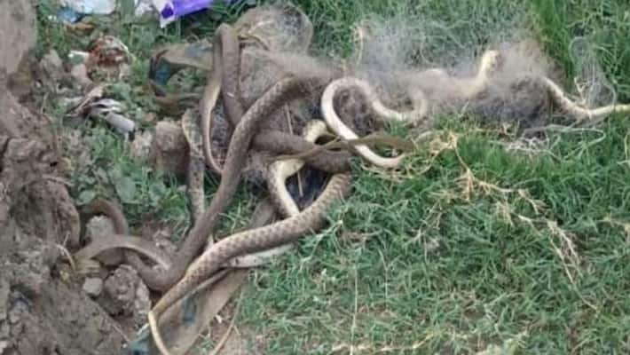 ballia fisherman put net for fishing more than two dozen poisonous species of snakes trapped ballia fisherman put net for fishing more than two dozen poisonous species of snakes trapped