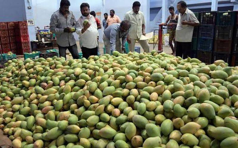 6 tonnes of ethylene mangoes confiscated in koyambedu market... food safty officers action. 