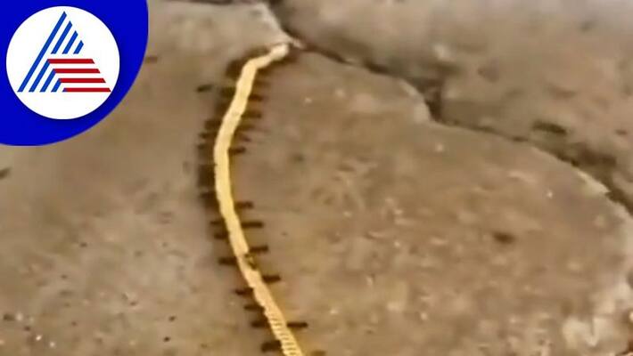 Ants Carry Gold Chain old video again goes viral in social media akb Ants Carry Gold Chain old video again goes viral in social media akb