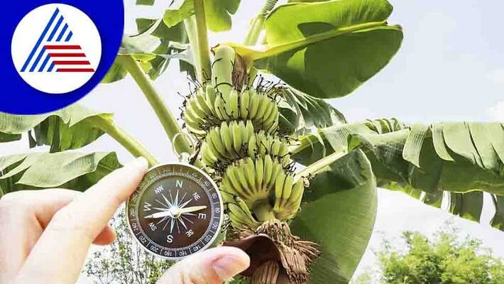unknown facts of Banana plant Vastu unknown facts of Banana plant Vastu