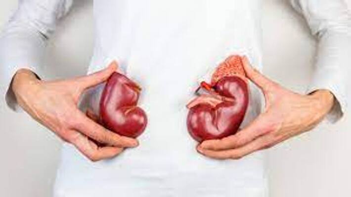 best foods to maintain kidney health best foods to maintain kidney health
