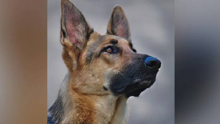 study says that pet animals can improve cognitive power in older people study says that pet animals can improve cognitive power in older people