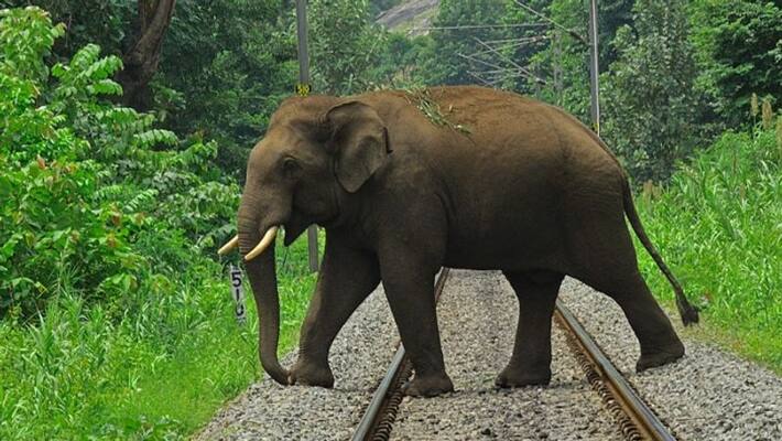 women killed in elephant attack attappadi women killed in elephant attack attappadi