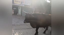 muzaffarnagar village head announced five thousand rupees to person who catch cattle