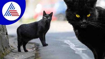 Hollywood Horror Film Tales Of Terror One Fifty Two Black Cats Audition Viral Photo roo Hollywood Horror Film Tales Of Terror One Fifty Two Black Cats Audition Viral Photo roo