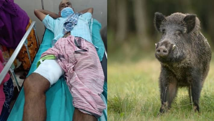wild boar attack old age man seriously injured at Wayanad wild boar attack old age man seriously injured at Wayanad