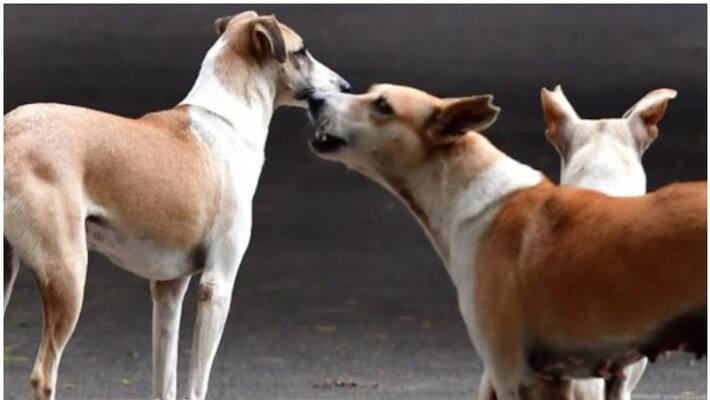 Stray dog bitten 12 people in Malappuram Nilambur Stray dog bitten 12 people in Malappuram Nilambur