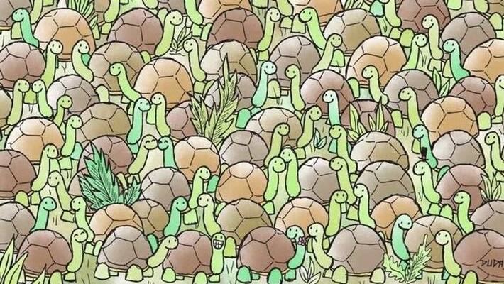 optical illusion confusing image of snake and tortoise optical illusion confusing image of snake and tortoise