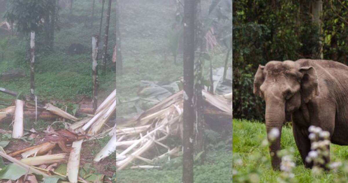 പട്ടാപ്പകലും കാട്ടാന ശല്യം; തോട്ടുമുക്കം മലയോര മേഖലയിൽ ആനയിറങ്ങി