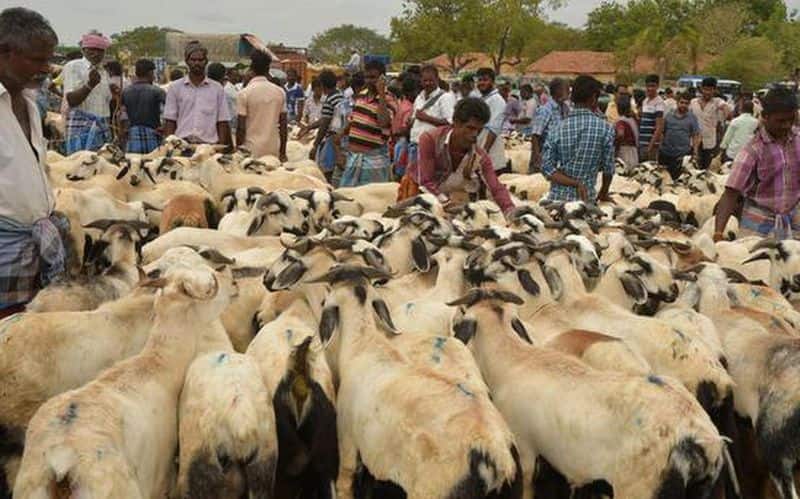 Goats sold for Rs.10 crores in one day for Bakrid festival
