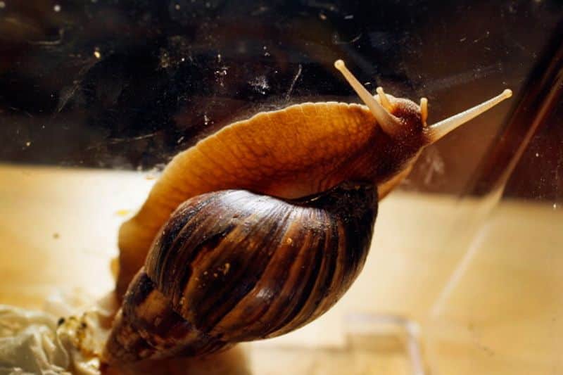 giant snails invade town in Florida  