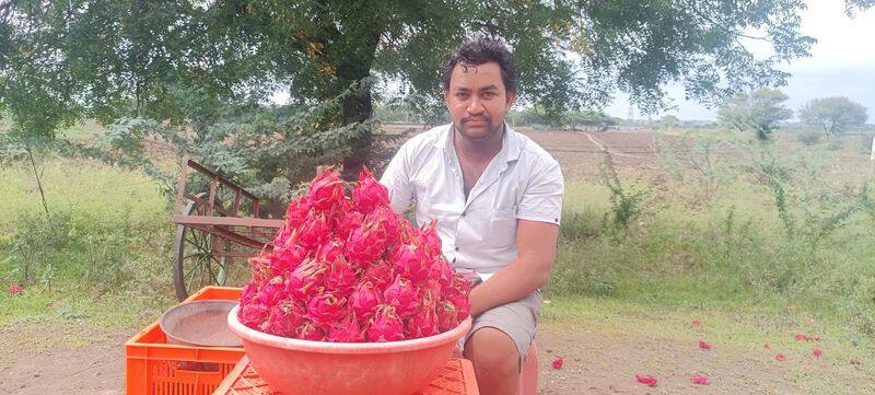 Farmers Growing red dragon fruit In Vijayapura rbj
