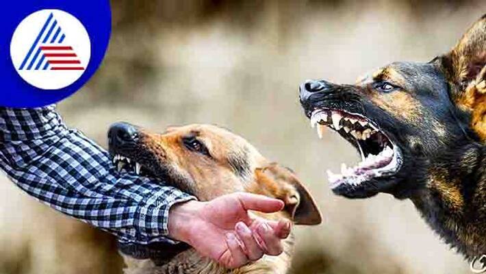 compensation to dog-bite victim and also foreign breeds banned In Gurugram compensation to dog-bite victim and also foreign breeds banned In Gurugram