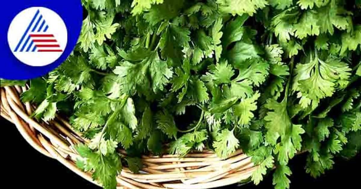 Pongal recipe: பொங்கல் பண்டிகையில் செய்ய கூடிய செம்ம ருசியான கொத்தமல்லிப் பொங்கல்!  