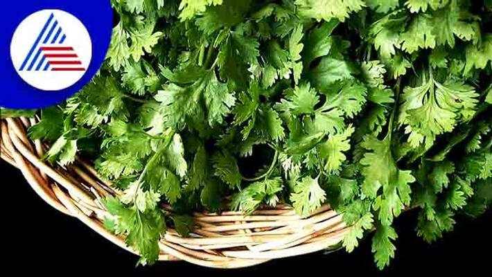 how to do delicious coriander pongal with simple tips how to do delicious coriander pongal with simple tips