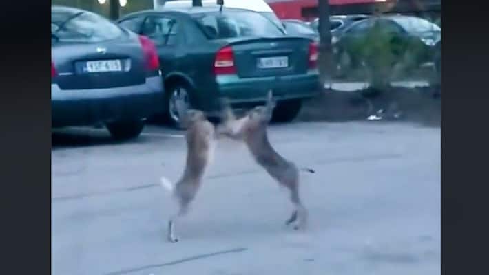 Viral video: Hares exchange punches in middle of road; netizens amused-tgy Viral video: Hares exchange punches in middle of road; netizens amused-tgy