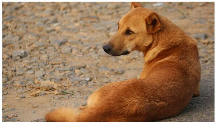 stray dogs attack child in malappuram stray dogs attack child in malappuram