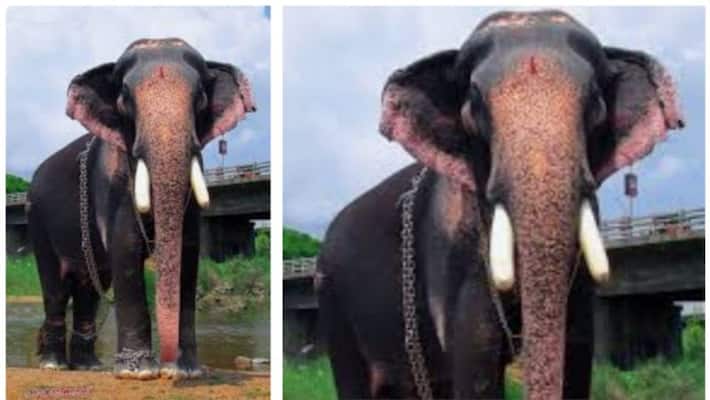 Elephant Paramekkavu Pathmanabhan Dies at 60