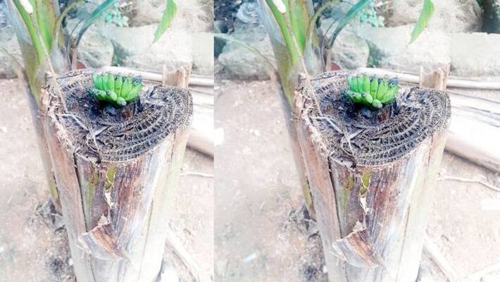 chopped banana tree Fruited chopped banana tree Fruited