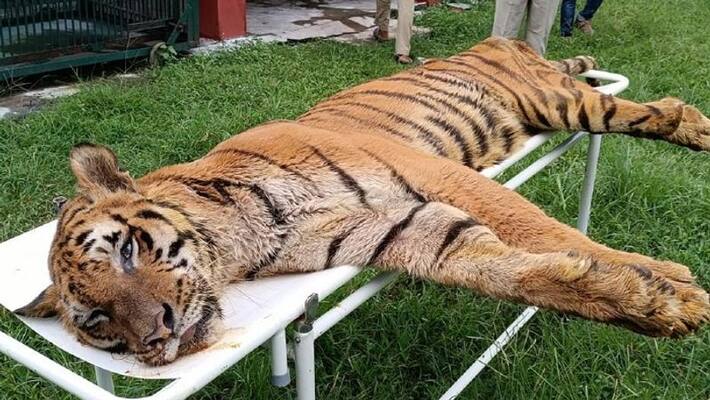 Death in Jaldapara is the oldest tiger in India Named raja bsm Death in Jaldapara is the oldest tiger in India Named raja bsm