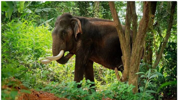 wild elephant attack in wayanad suthanbathery wild elephant attack in wayanad suthanbathery