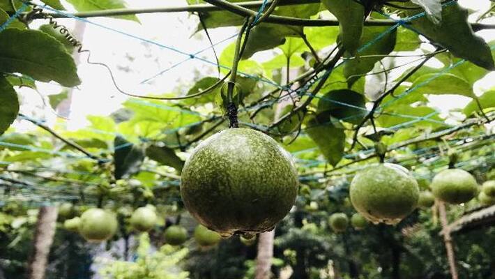 passion fruit in yard calicut news passion fruit in yard calicut news
