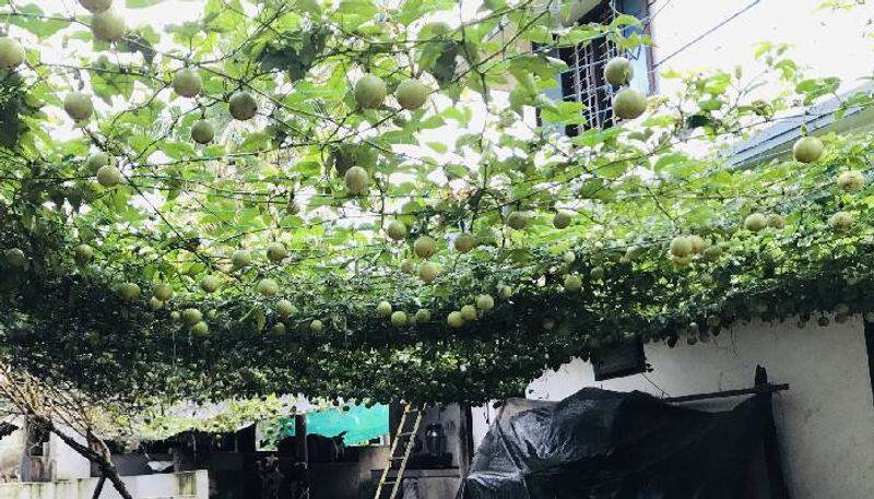 passion fruit in yard calicut news 