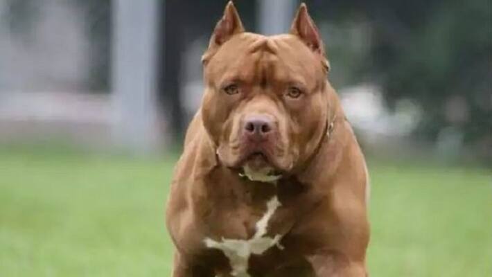 Since the attack case in Lucknow, pitbull owners have abandoned their pets. Since the attack case in Lucknow, pitbull owners have abandoned their pets.
