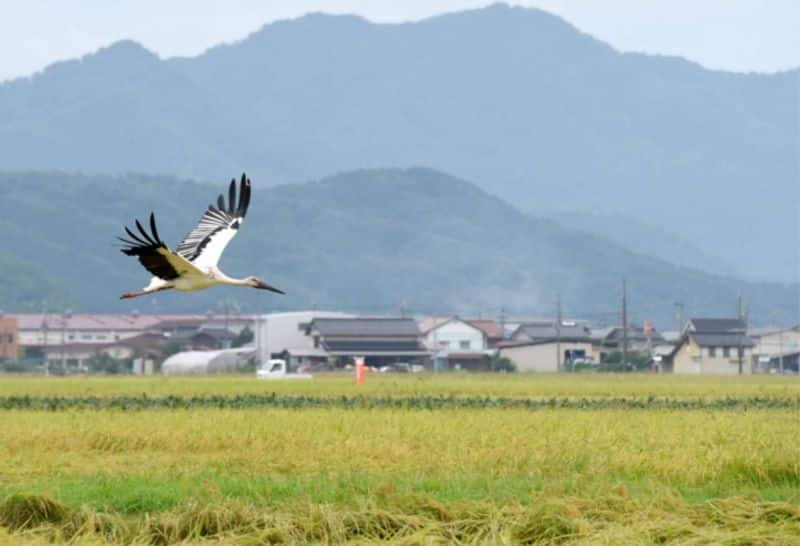 japan agri tourism makes a great impact