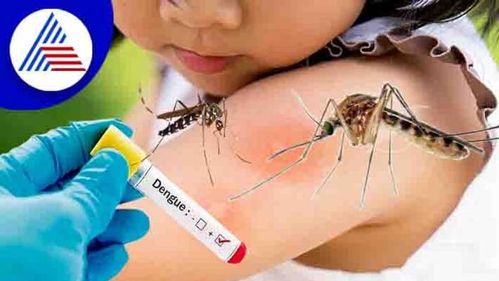 Dengue : Dengue cases are increasing in Telangana Dengue : Dengue cases are increasing in Telangana