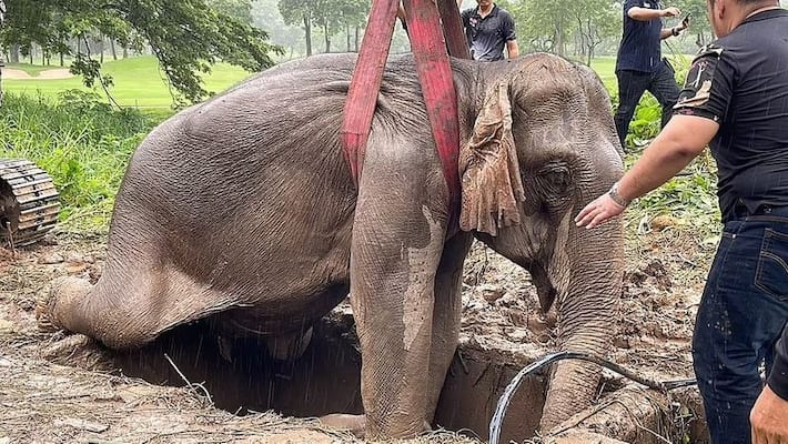 mother elephant as she faints during baby rescue from high drain mother elephant as she faints during baby rescue from high drain