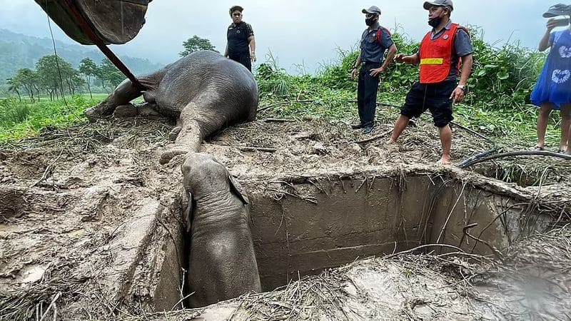 mother elephant as she faints during baby rescue from high drain