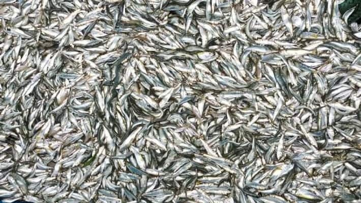 Make fish farming a job snr Make fish farming a job snr