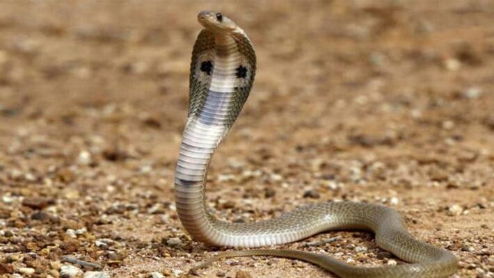 venomous snake bitesyoung man 5 times in one place Uttar Pradesh venomous snake bitesyoung man 5 times in one place Uttar Pradesh
