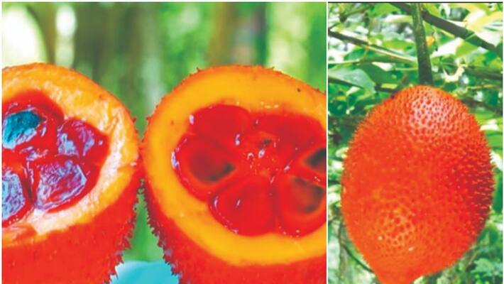european special gac fruit, vijayan pillai success in malappuram european special gac fruit, vijayan pillai success in malappuram