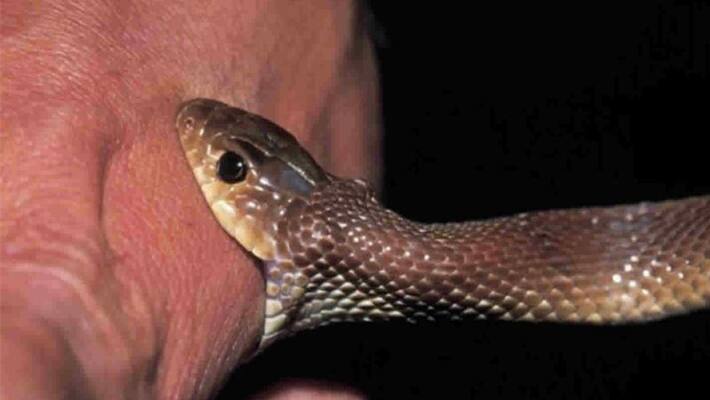 Four Months Pregnant Dies due to Snake Bite at Muddebihal in Vijayapura grg Four Months Pregnant Dies due to Snake Bite at Muddebihal in Vijayapura grg