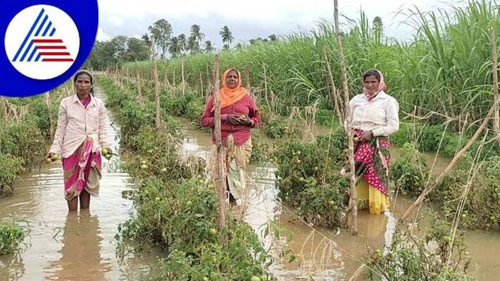 Farmers Rush to Crop Insurance in Karnataka due to Heavy Rain grg Farmers Rush to Crop Insurance in Karnataka due to Heavy Rain grg