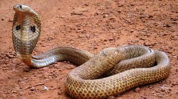Family attempts to smoke out cobra snake found in home fire breaks out and house turn into ashes etj Family attempts to smoke out cobra snake found in home fire breaks out and house turn into ashes etj