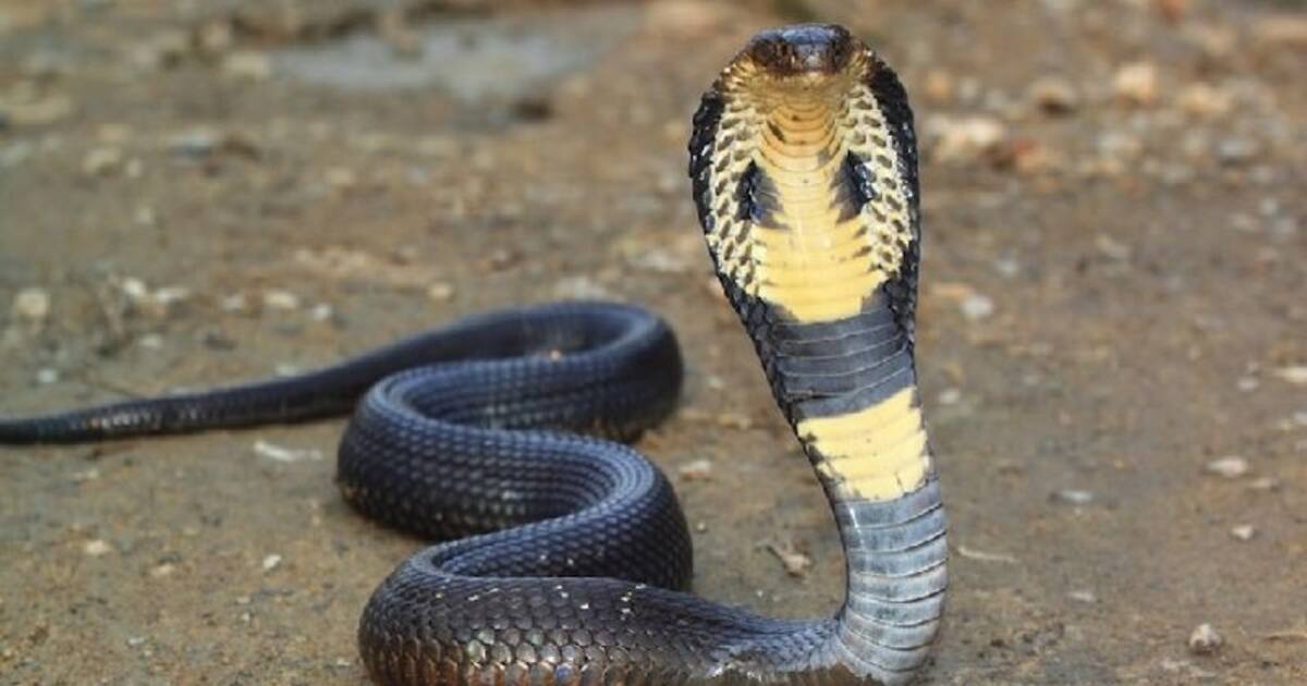 குமரியில் தன்னை பிடிக்க வந்தவர்களை படமெடுத்து அச்சுறுத்திய ராஜநாகம்