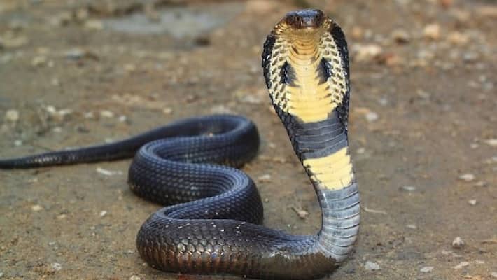 Snake Man' Dies Minutes After Being Bitten By A Cobra in Rajasthan Snake Man' Dies Minutes After Being Bitten By A Cobra in Rajasthan
