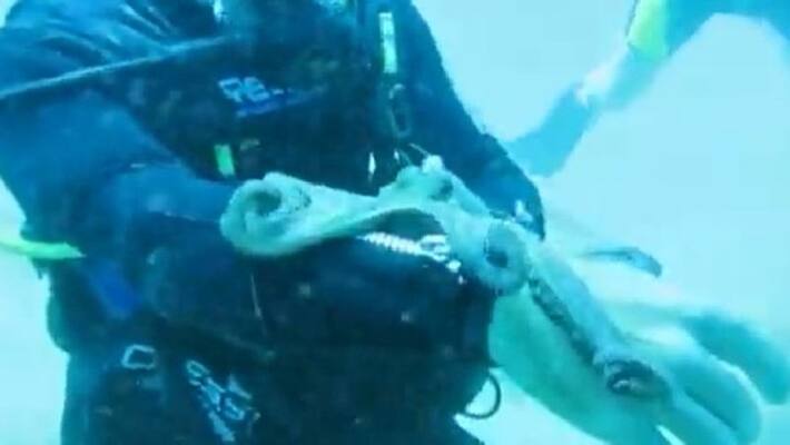 octopus playing with scuba diver octopus playing with scuba diver