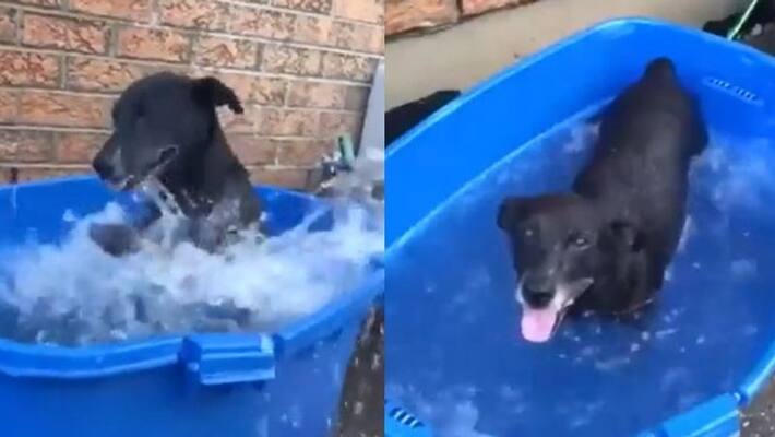 dog takes bath in tub video goes viral dog takes bath in tub video goes viral