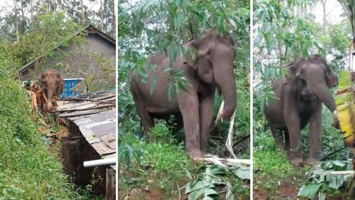 Herd of wild Elephants near the house, workers unable to go out in Munnar Herd of wild Elephants near the house, workers unable to go out in Munnar